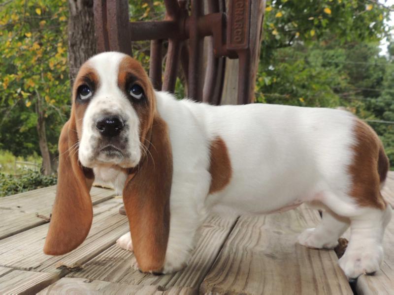 Janzen's Esmeralda Lucille | Basset Hound 