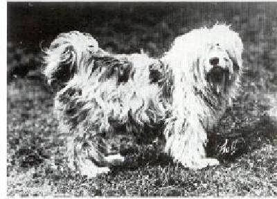 BUNTY . | Tibetan Terrier 