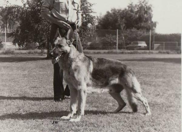 Jenny von Adeloga | German Shepherd Dog 