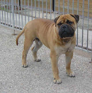 Aragon von Hohenbeilstein | Bullmastiff 