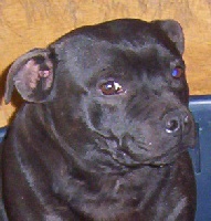 Crossguns Betty Boo | Staffordshire Bull Terrier 