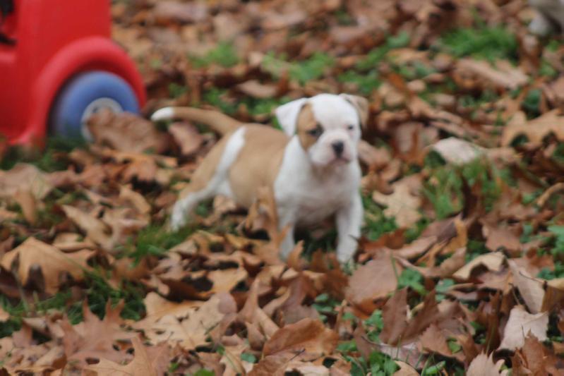 March's Rockie | American Bulldog 