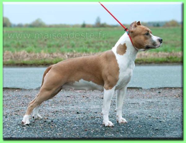 Duquesa de la maison d este | American Staffordshire Terrier 