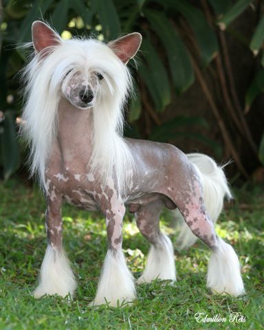 Blanch-O'S Icing on the Cake | Chinese Crested 