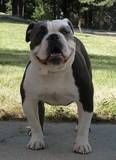 Phoenix Blue's Chopper | Olde English Bulldogge 