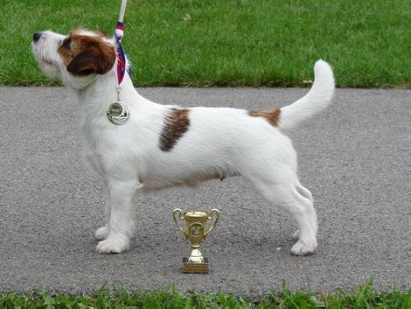 Francis Od Bobrí reky | Jack Russell Terrier 