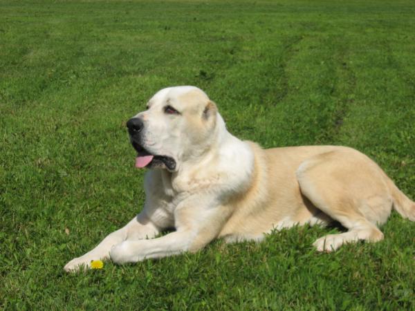 Blesk Urala Lakser | Central Asian Shepherd Dog 