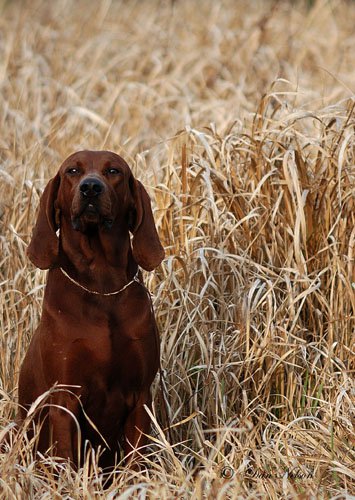 Sidearm jungle rythm | Redbone Coonhound 