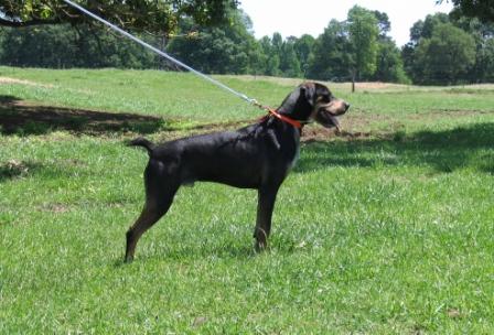 Cowhouse's Buddy | Catahoula Leopard Dog 