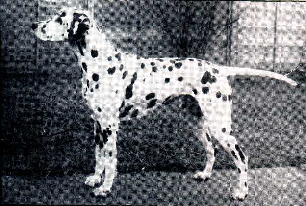 Brythennek Basil Fawlty | Dalmatian 