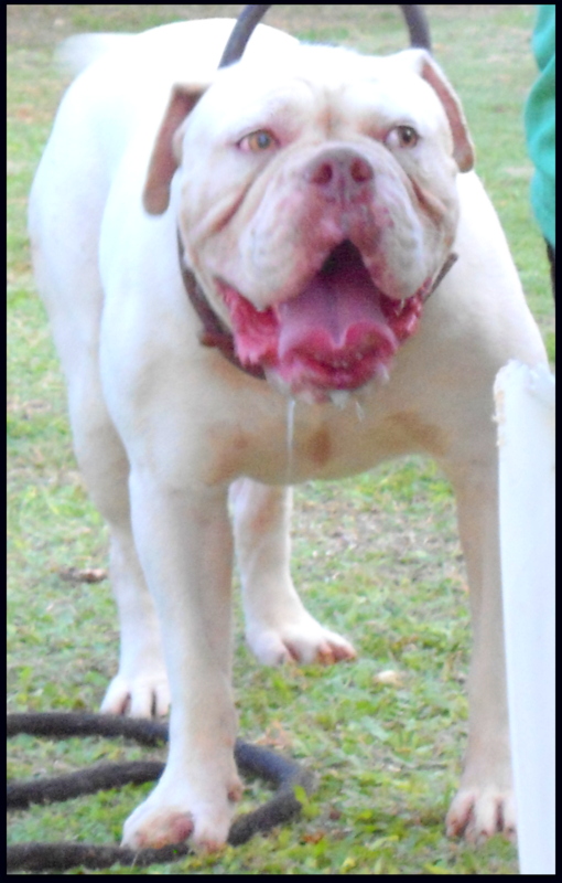 Graciano's Bronco GP | Olde English Bulldogge 