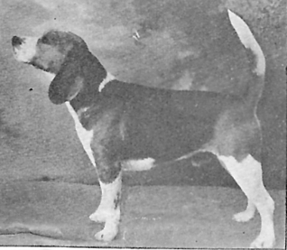 Hoch's Conquest | Beagle 