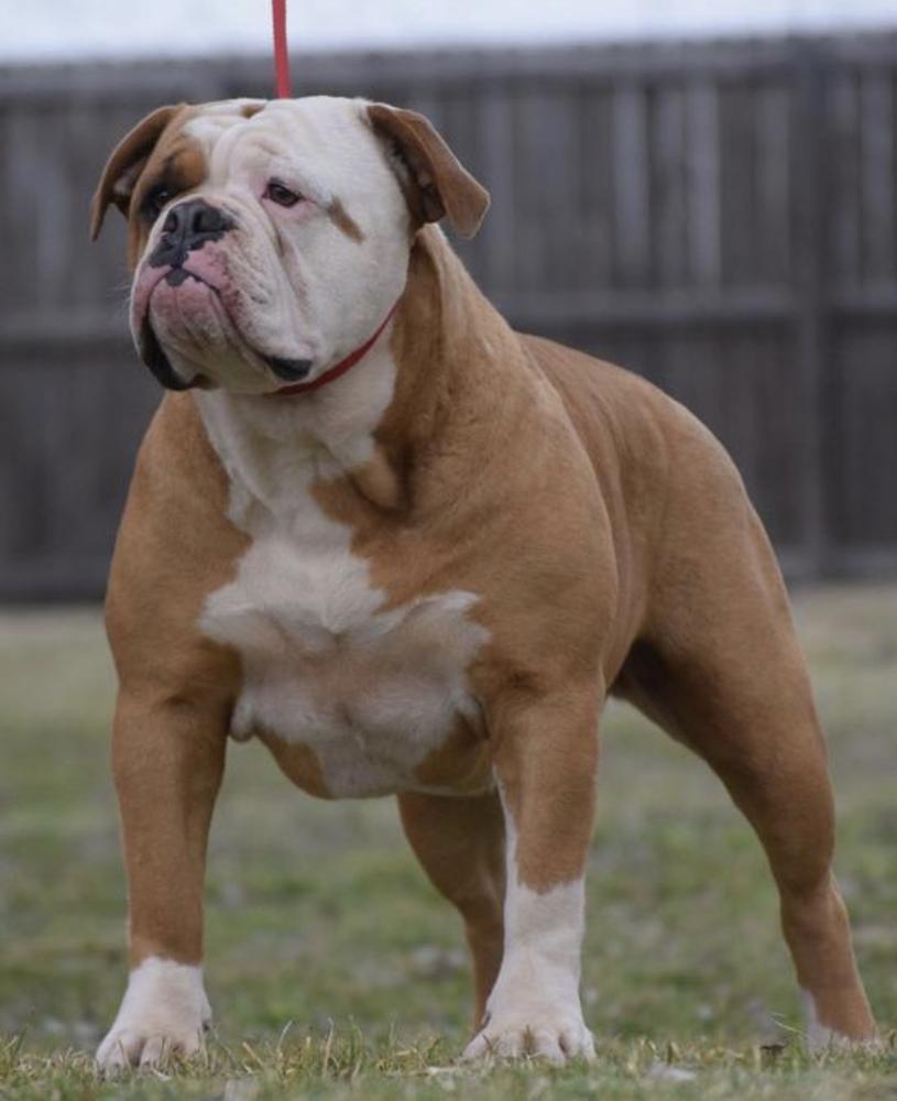 RDD’s Turtle | Olde English Bulldogge 