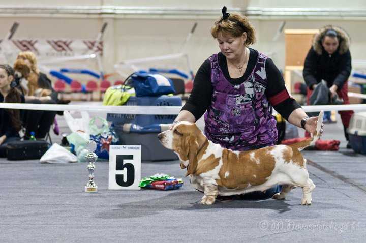 Geirons Cake Of Blueberry | Basset Hound 