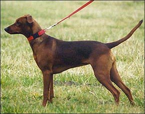 Rattenjäger CALPURNIA | German Pinscher 