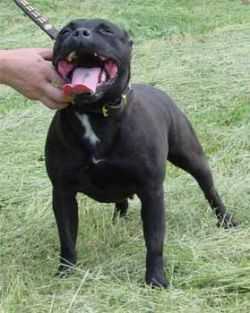 RAZEL-DAZEL OF CANTERBURY | Staffordshire Bull Terrier 