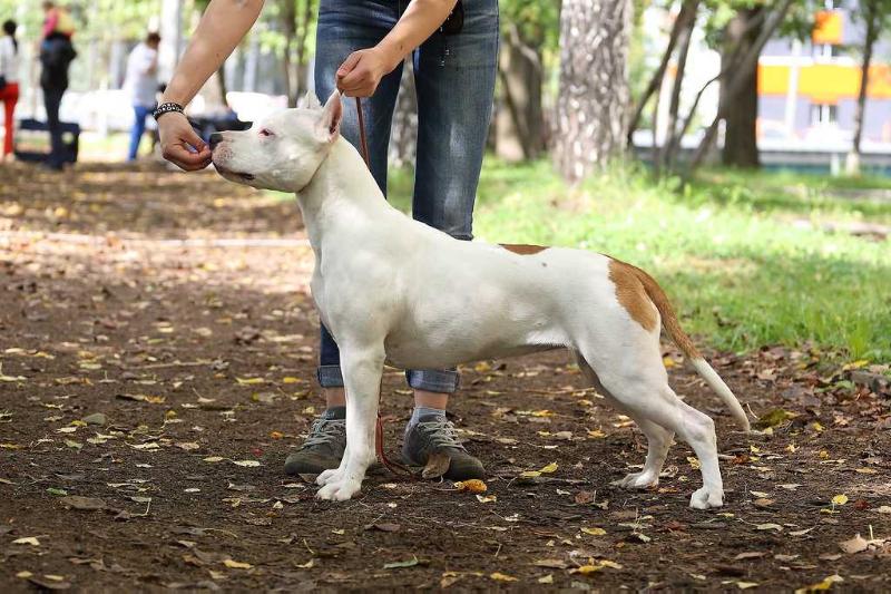 Chebens Tebel Yasmina Rossi | American Staffordshire Terrier 