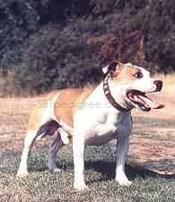 Ashstock Max the Miller | Staffordshire Bull Terrier 