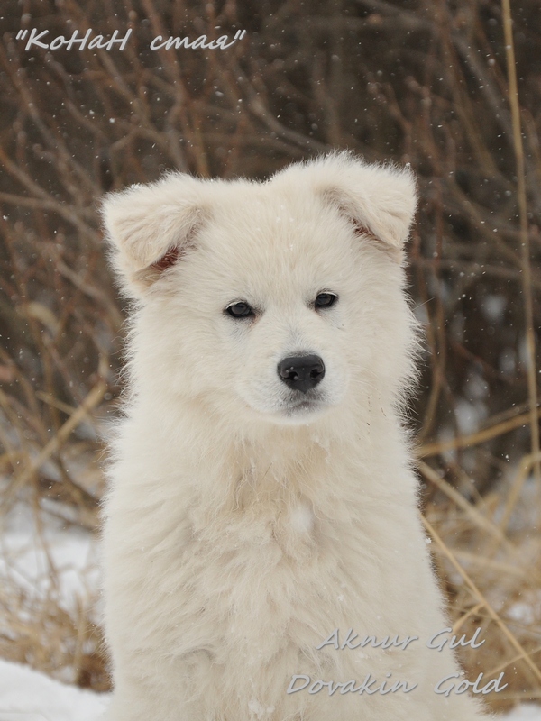 Aknur  gul  dovakin gold | White Swiss Shepherd Dog 