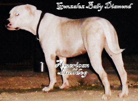 Gonzalez's Baby Diamond | American Bulldog 