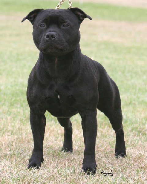 Carnig Positive Profile | Staffordshire Bull Terrier 