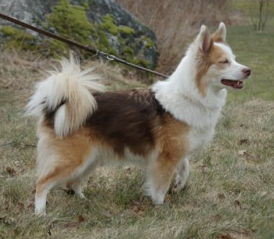 Ullälvas Tindra | Icelandic Sheepdog 