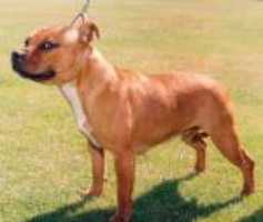 Jagsstaff Golden Enigma | Staffordshire Bull Terrier 