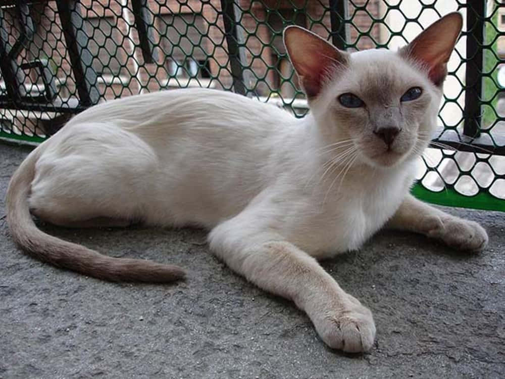Thai Lilac cat
