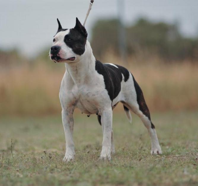 Calliope del Jinko's Salentino | American Staffordshire Terrier 