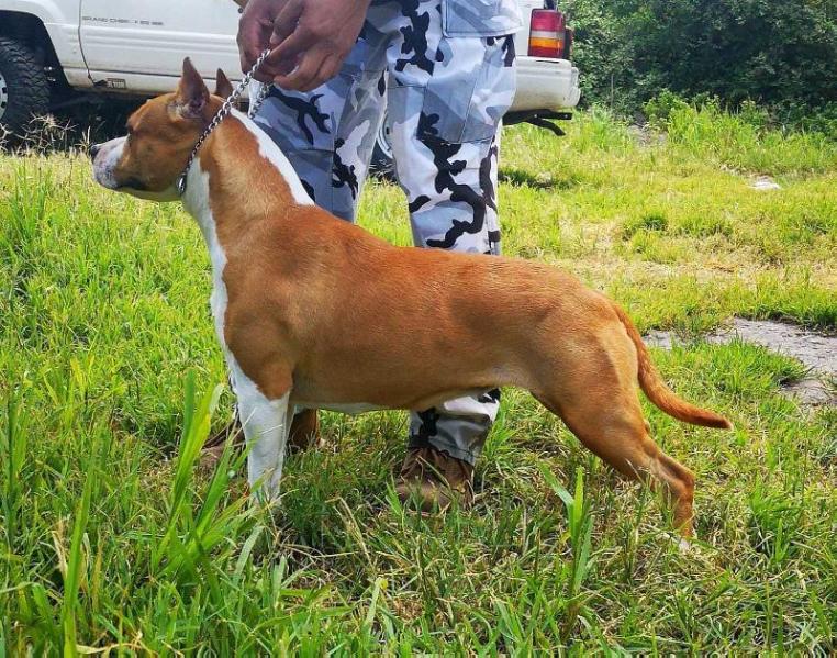 GTOS TEAM ANTONELLA (GUERRERO) | American Staffordshire Terrier 