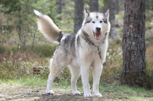 Cheya's Moon Walker | Alaskan Malamute 