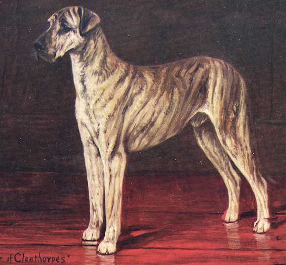 Tinor of Cleethorpes | Great Dane 