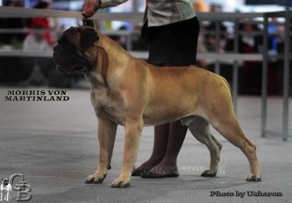 Morris von Martinland | Bullmastiff 