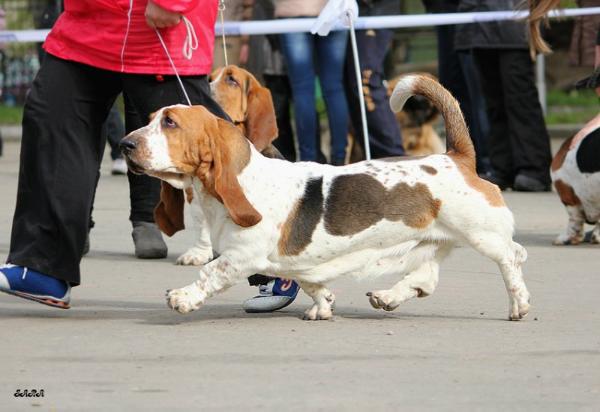 Amelhuk Markiza Angelov | Basset Hound 