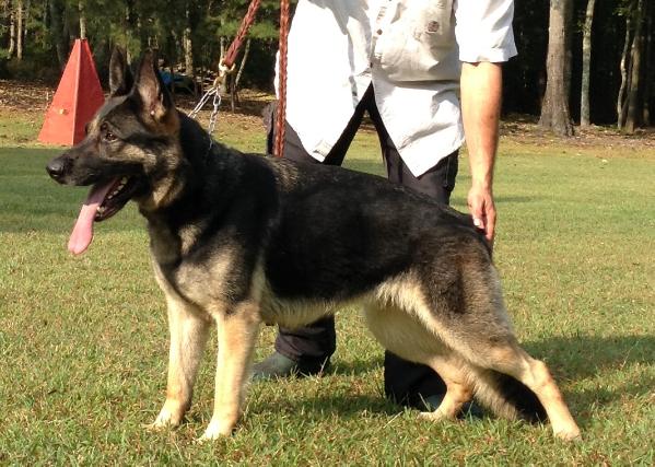 Ella de casa Jagermeister | German Shepherd Dog 