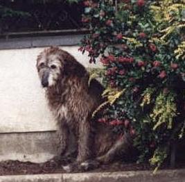 Blossom of Nutstown | Irish Wolfhound 