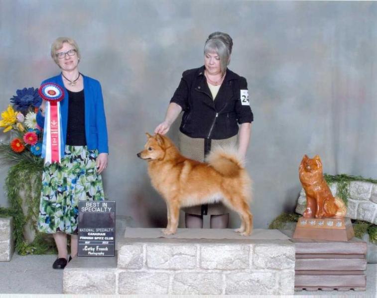 Bo-Co-Pa's Timekeeper of Firestorm | Finnish Spitz 