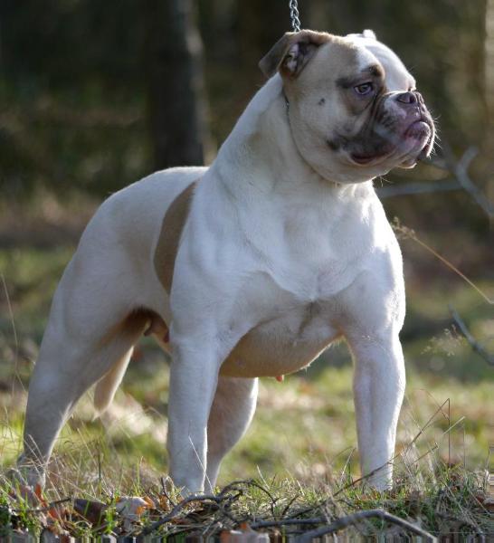 Bulletbulls Shadow of Love | American Bulldog 