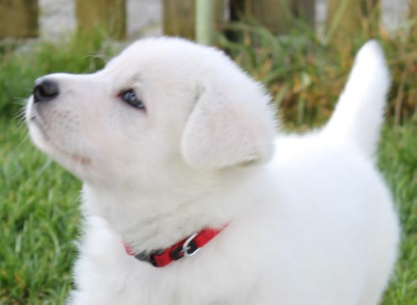 Brianna-Celeste von der Nellenburgbande | White Swiss Shepherd Dog 