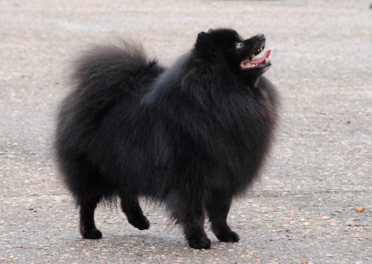 A.B.Fecit Gloria Geiner | German Spitz 