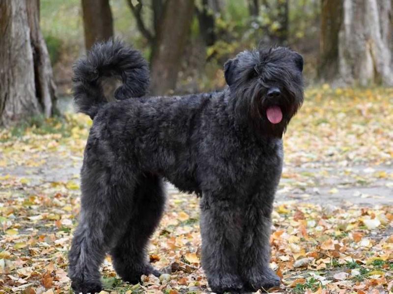 Genique de la Colline Verte Dijon | Bouvier des Flandres 