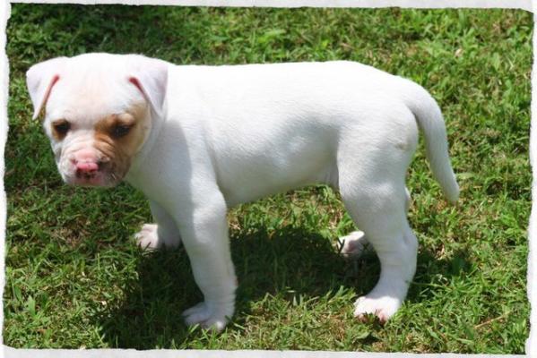 Bionic's Utan | American Bulldog 