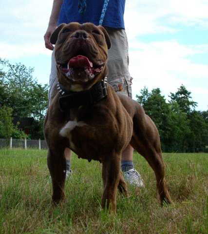 Ironbull's Barcelona | Olde English Bulldogge 