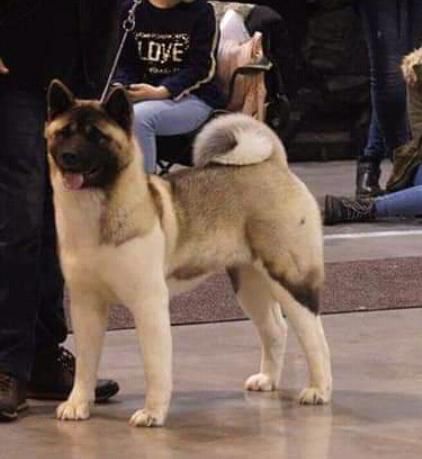 Saniya Livorno | Akita 