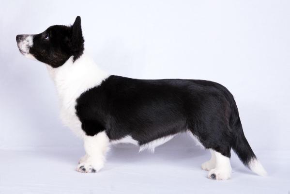 Regent Pecan Valley Ladybird for Cardiganium | Cardigan Welsh Corgi 