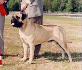 Leathernecks Grizzly | Bullmastiff 