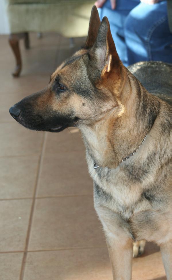 Maddie von Seltzerhaus | German Shepherd Dog 