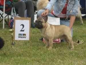 Zhorzh | French Bulldog 