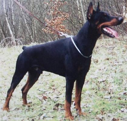 Athos v.d. Burg Litermont | Black Doberman Pinscher