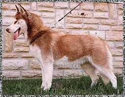 Amulett Jilka | Siberian Husky 